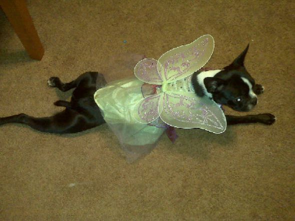 Pics of your pets!! :  wedding Eva Halloween