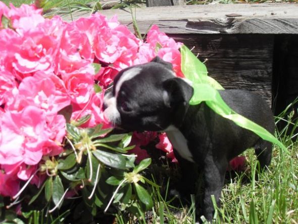 Dog owners -  post puppy pics! :  wedding Eva Puppy