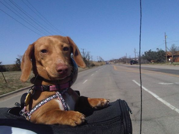 Lets show off our pets! : wedding Harley