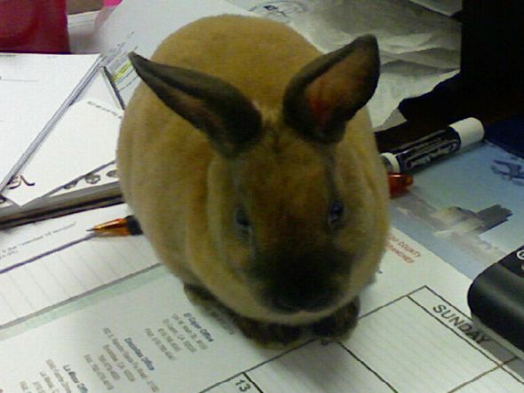 Anyone keep bunnies? :  wedding rabbit bun bunny bunnies rabbits The Scotch Hard At Work