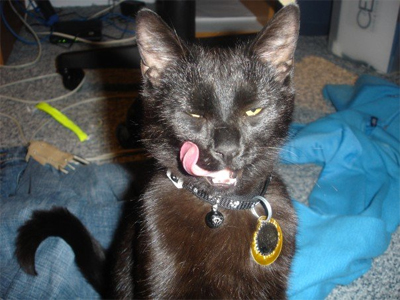 Show us your fur babies! :  wedding pets Cat