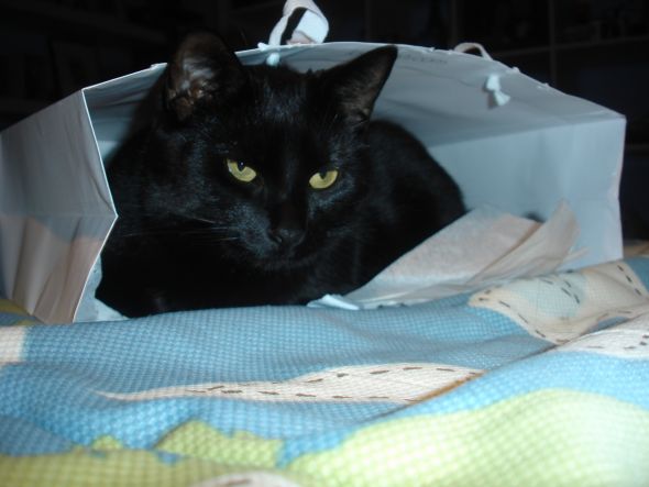 Show us your fur babies! :  wedding pets Midnight 012