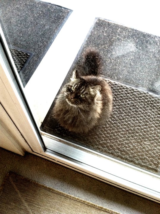 Anyone know anything about Maine Coons? :  wedding Cava
