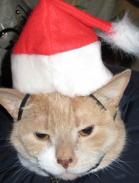 My SO and I are cat lovers! Show off your cats or pets! :) :  wedding pets Brooks