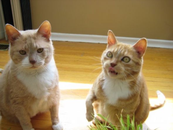 My SO and I are cat lovers! Show off your cats or pets! :) :  wedding pets Brooks And Pumpkin