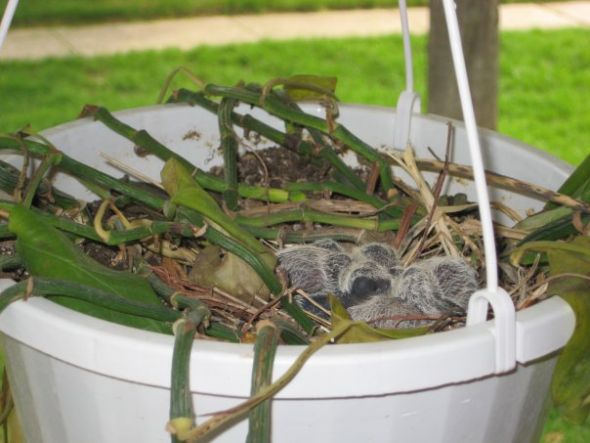 Best house plants/your favorite house plant? : wedding Doves
