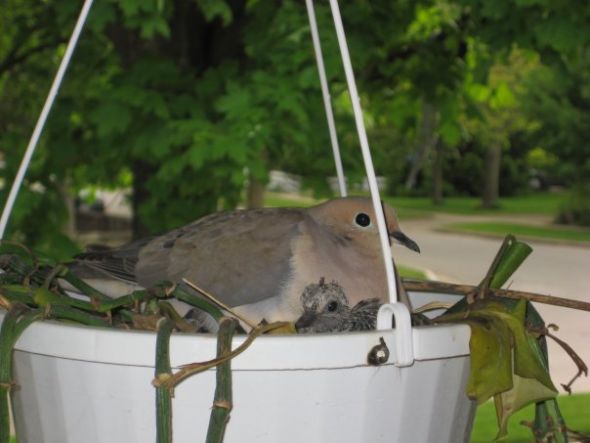 Best house plants/your favorite house plant? : wedding Doves 2