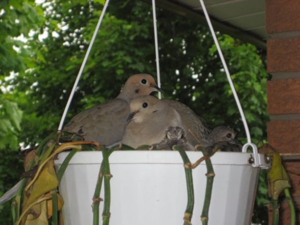 Best house plants/your favorite house plant? : wedding Doves 3