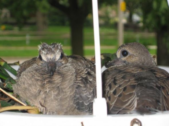 Best house plants/your favorite house plant? : wedding Doves 4