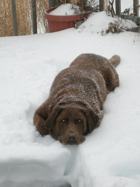 My puppy died today... :  wedding pets emotional Bailey Boo