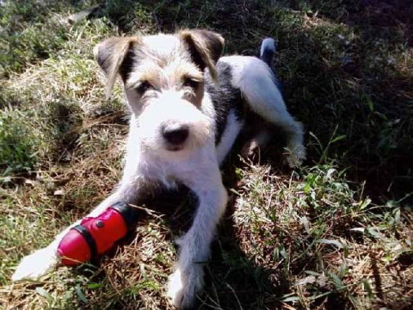 Everyone Loves a Terrier!! :  wedding Tripp