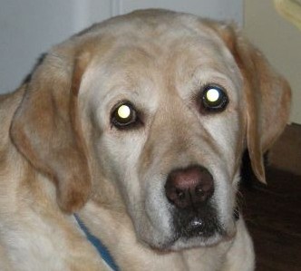 How Many Tears... :  wedding pet loss tears Hunnie1