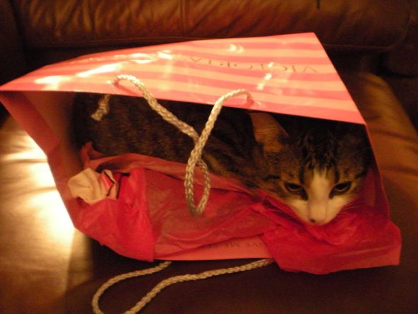 Does your cat do this??? :  wedding 001 3