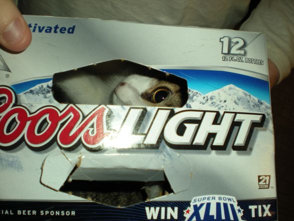Does your cat do this??? :  wedding 010 2