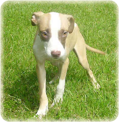 What would you name this dog (UPDATE!) :  wedding 63968325