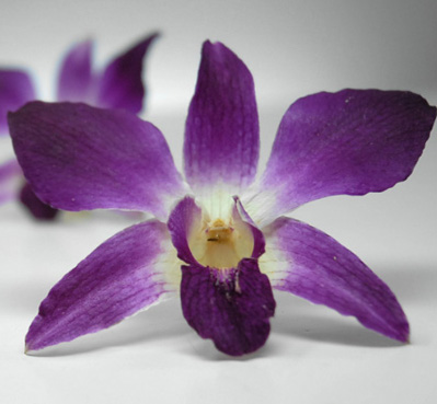  wedding orchids regency davids bridal wish tree guest book blue purple 