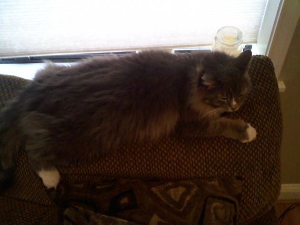 Why I think my Cat is an Alien :  wedding 0220001615