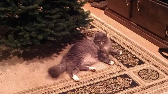 What is with cats and christmas trees?! :  wedding christmas pets cats IMAG0053