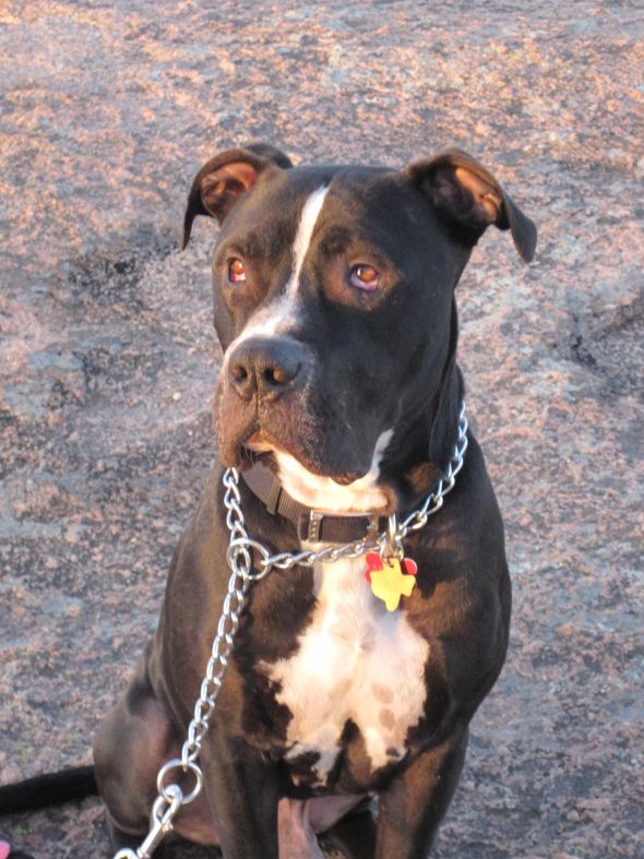 Guess His Breed(s) Doggie DNA Testing :  wedding Sam