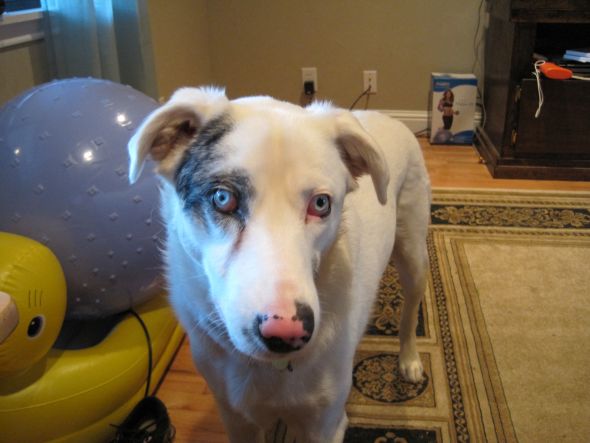Does your pet shed? :  wedding Blue