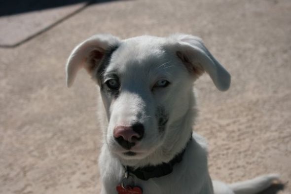 Those with DEAF Dogs! :  wedding deaf dogs deaf dogs pets Blue 003