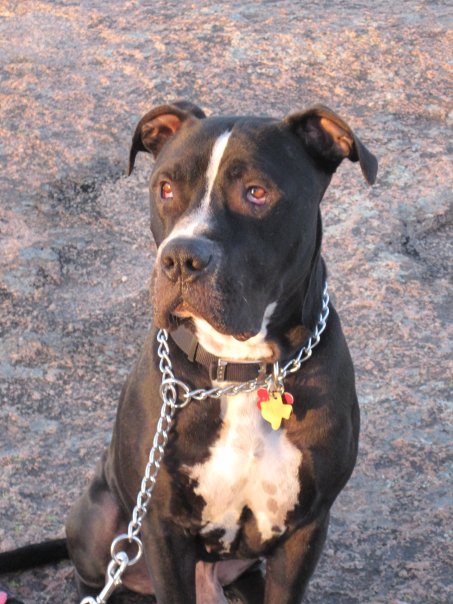 Pit Bulls... : wedding dogs sweet scary Sam