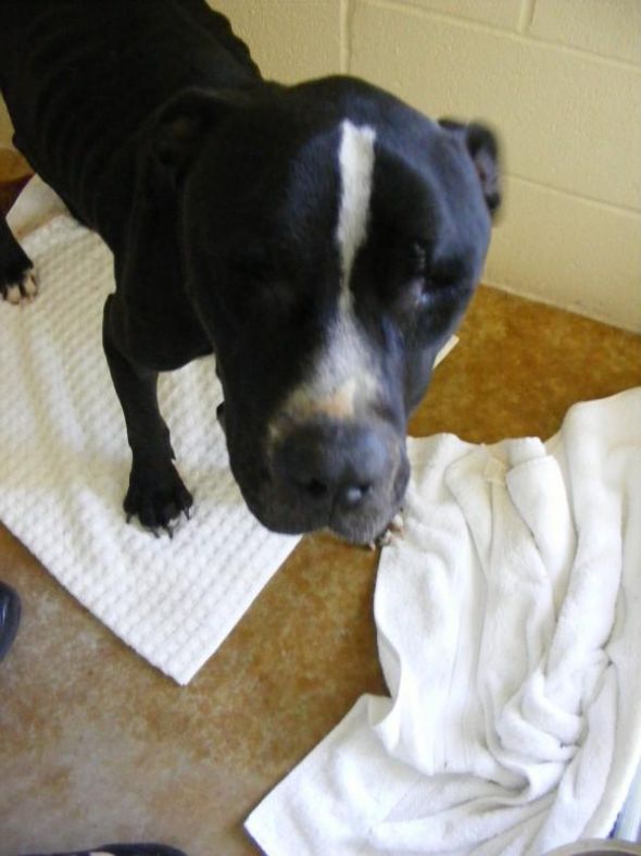 Pit Bulls... : wedding dogs sweet scary Sam Before 2