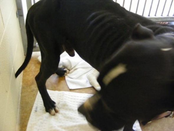 Pit Bulls... : wedding dogs sweet scary Sam Before 3