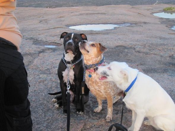 Pit Bulls... : wedding dogs sweet scary Sam Biz And Blue