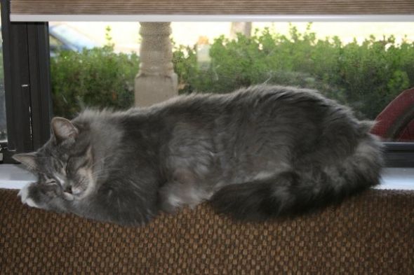 Are you a dog or a cat person? : wedding Stoli 001