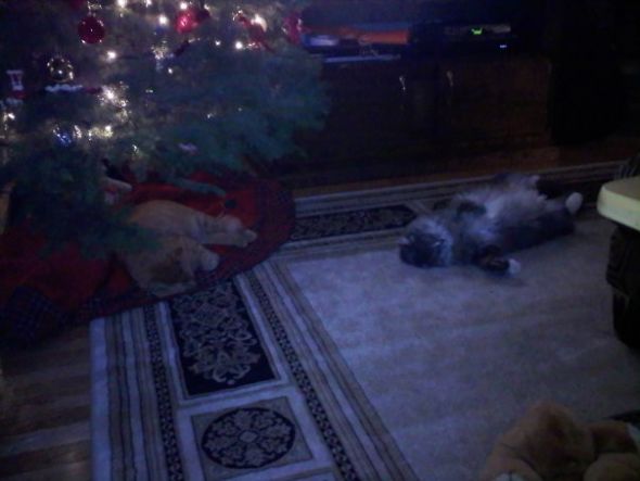 What is with cats and christmas trees?! :  wedding christmas pets cats Stoli And Tuaca Christmas