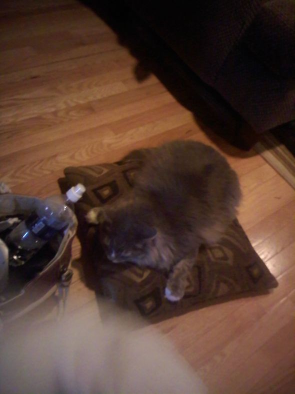 Why I think my Cat is an Alien :  wedding Stoli Sleeping