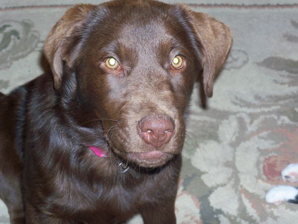 How upset do you get when... :  wedding puppy bad owner Picture 060
