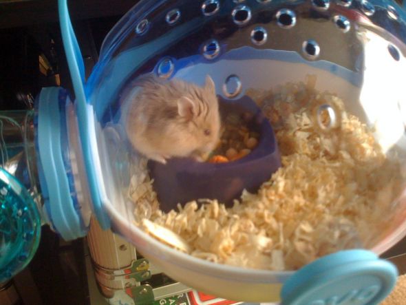 Show us your fur babies! :  wedding pets IMG 0166