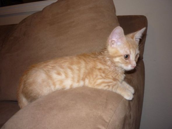 Worried about kitten...help! :  wedding Hermes1