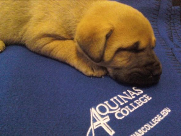 Someone tell me I can't have a puppy. : wedding Puppy