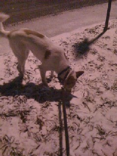 Dogs in Snow - Show me yours! :  wedding snow puppy dog play IvyinSnow