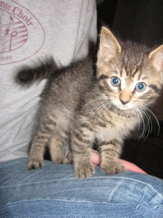 Brought home the new baby tonight! :D :  wedding kitten new family Jude