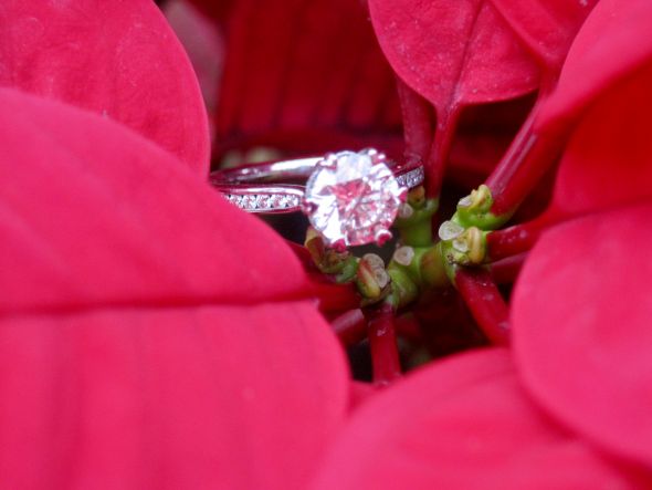 Reader Ring Shots 2010, Part 2 :  wedding features rings Poinsettiaring poinsettiaring 