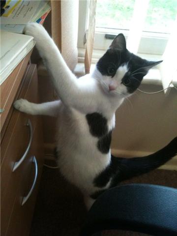 My kitty is sick, and having surgery. :( : wedding Cleo1