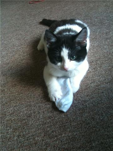 My kitty is sick, and having surgery. :( : wedding Cleo2
