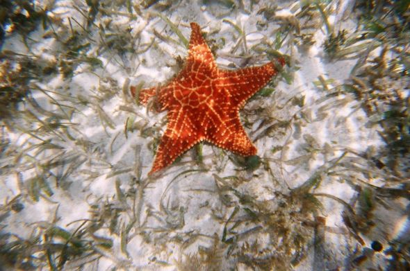 Back from our private island Belizean honeymoon! :  wedding belize honeymoon island 026 24A