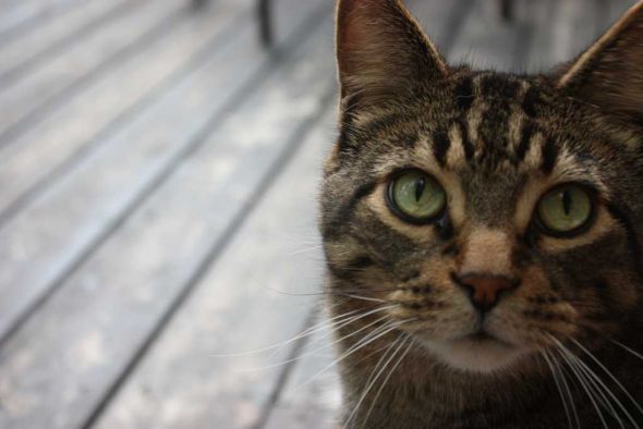 Tabby appreciation thread :  wedding IMG 0084