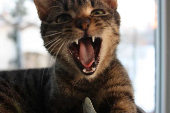 Tabby appreciation thread :  wedding IMG 1546 1024x683