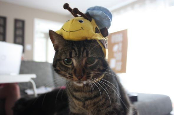 A furry WB mascot! :  wedding cat hat mascot bee IMG 3469
