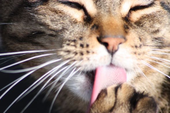 If my pet could talk, what would it say? : wedding Image00003
