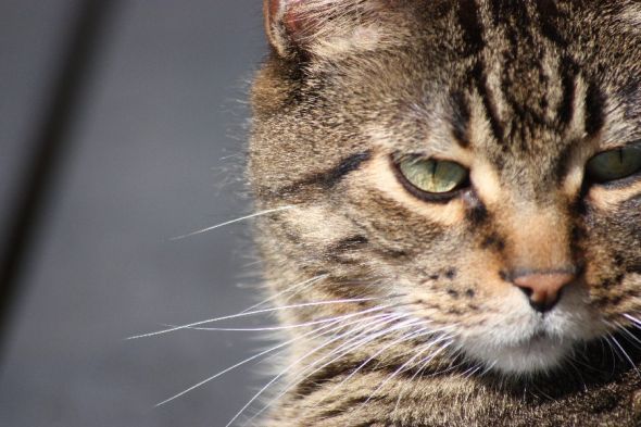 If my pet could talk, what would it say? : wedding Image00017