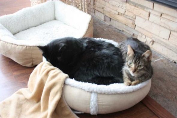 Cute overload!!  Post your sleepy puppy/kitten pics! :  wedding Cats In Bed