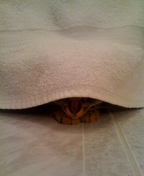 I love my dog... but he is dumb (post your funny pet pics) : wedding Glory Towel