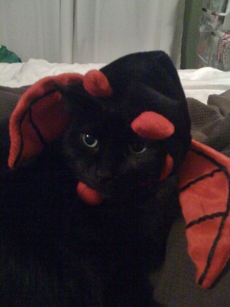 Halloween!  Are you dressing up?! :  wedding N515661845 1435608 3961